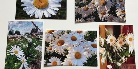 FN-FL daisy postcards